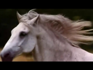 white horse. alexander malinin.
